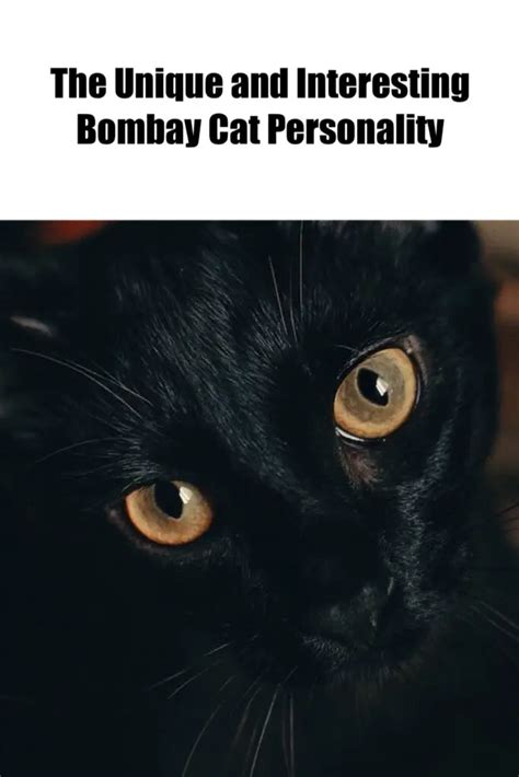 The Unique and Interesting Bombay Cat Personality - My Mini Panther