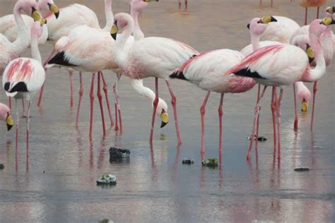 Desde La Paz Salar De Uyuni Y Volc N Tunupa En Autob S Getyourguide