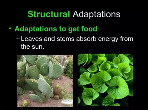 Plant adaptations | PPT