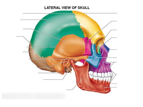 Cranium Lateral View Diagram Quizlet