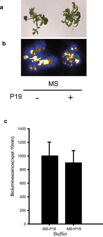 An Efficient Transient Expression System For Gene Function Analysis In