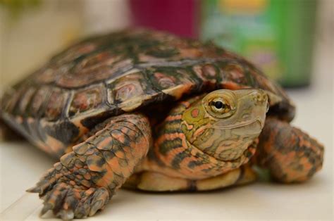 Las mejores e ideales mascotas pequeñas para departamentos Vmascotas