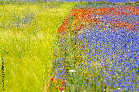 Famous Flowering Of Lentils And Poppies In Castelluccio Di Norcia In