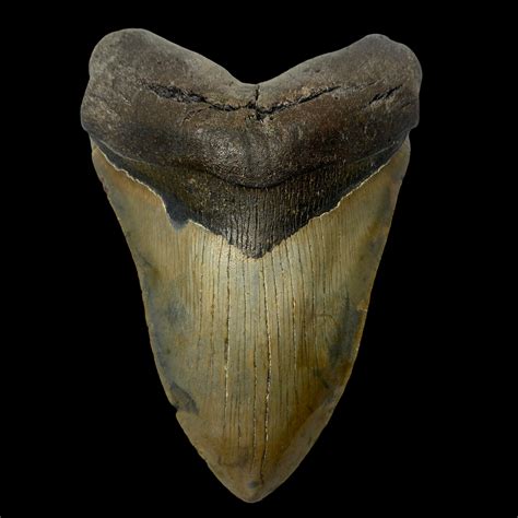 5.67″ Megalodon Tooth Fossil - The Fossil Exchange - megalodon teeth ...