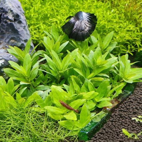 Staurogyne Repens Are Tissue Culture Aquatic Plants For Sale