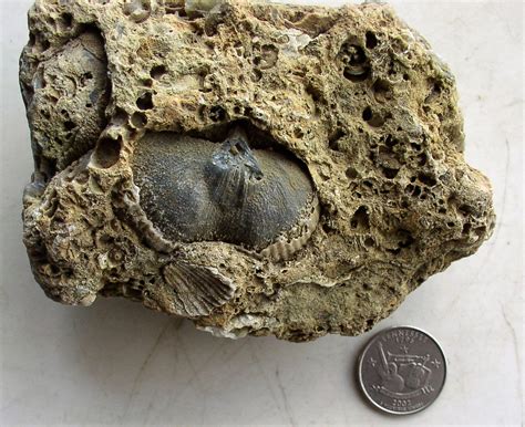 sediment fossil? - Fossil ID - The Fossil Forum