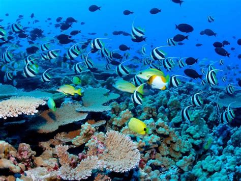 Cabo Pulmo El Parque Nacional Que Recupera El 460 De Su Biomasa