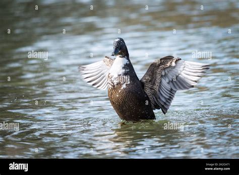 Wild Gray Duck Close Up Swimming In The Water A Male Migratory Gray