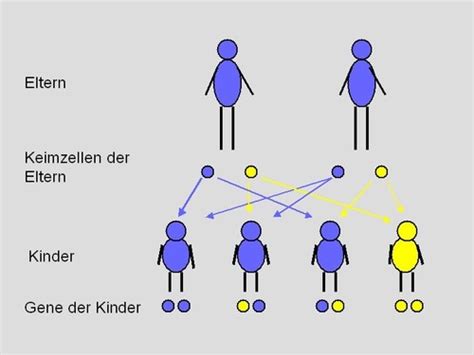 Genetik Karteikarten Quizlet