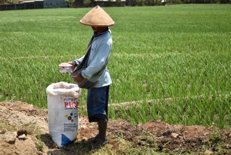 Tingkatkan Produksi Kementan Dorong Penggunaan Pupuk Berimbang