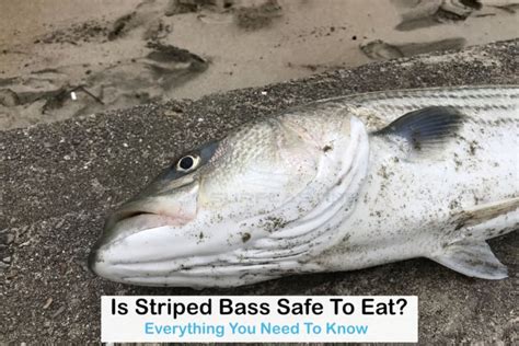 Is Striped Bass Safe To Eat Everything You Need To Know Before Eating Striped Bass