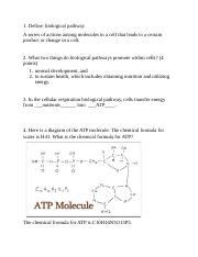 Cellular Respiration Assignment Docx Define Biological Pathway A