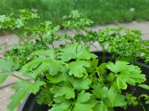 Parsley A Comprehensive Guide