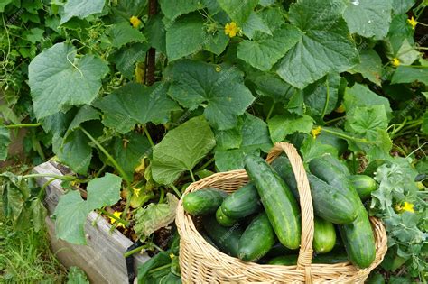 Premium Photo | Cucumber harvest summer harvest Collect fruits from the ...