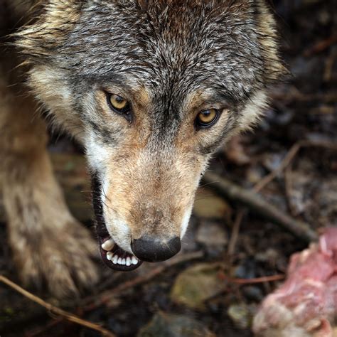 DNA Test Wolf hat Schafe und Ziege bei Hinterweidenthal getötet SWR