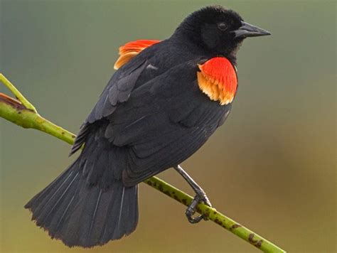 Types Of Blackbirds In Alberta Id Guide Bird Watching Hq