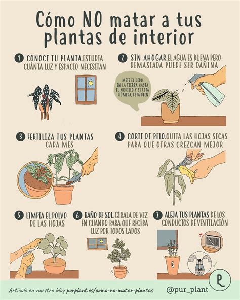 Cómo No Matar A Tus Plantas Cuidados Para Tus Plantas De Interior Y