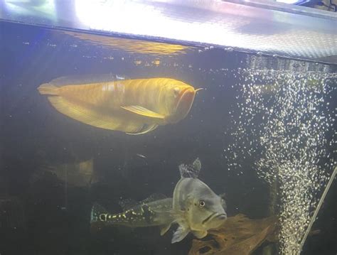 Giant Silver Arowana Fish