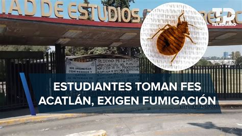 Fes Acatl N Suspende Clases Por Chinches Alumnos Piden Fumigaci N