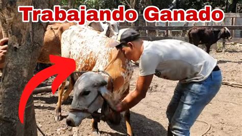 Asi Es Como Vitaminamos El Ganado Aquí En Guatemala Los Atamos Esto Es Impactante 🐄🐄 Youtube