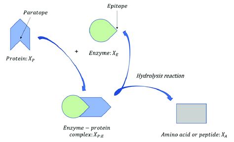 Graphical Representation Of An Enzymatic Protein Hydrolysis Process