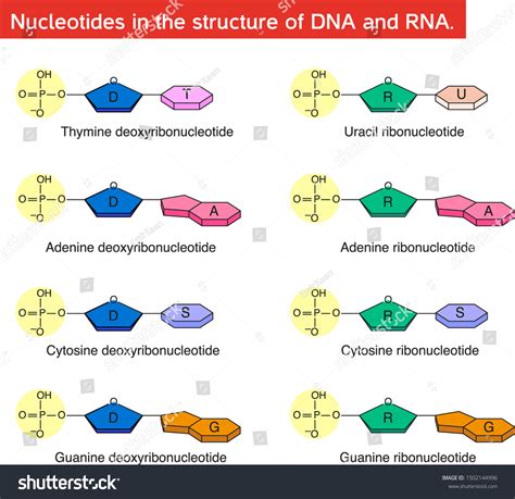 Ribonucleotide Images Stock Photos Vectors Shutterstock