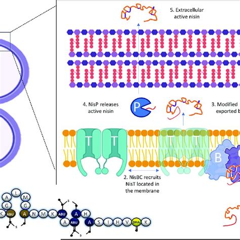 Nisin Biosynthesis Nisb Located At The Old Pole Of The Cell Recruits