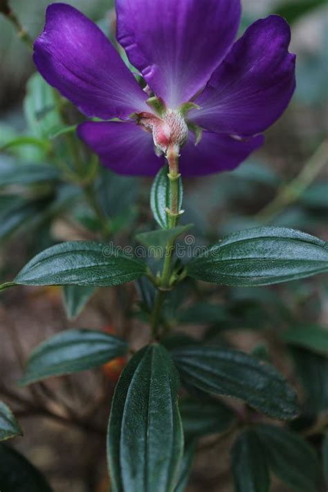 Photo Of Purple Princess Flower Plant Its Latin Name Is Tibouchina