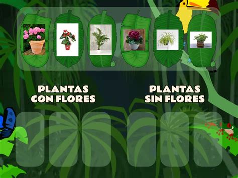 Plantas Con Flores Y Sin Flores Ordenar Por Grupo