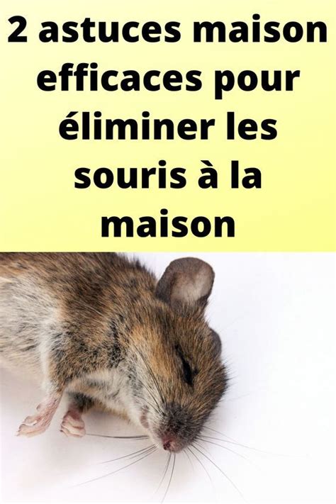 Astuces Maison Efficaces Pour Liminer Les Souris La Maison