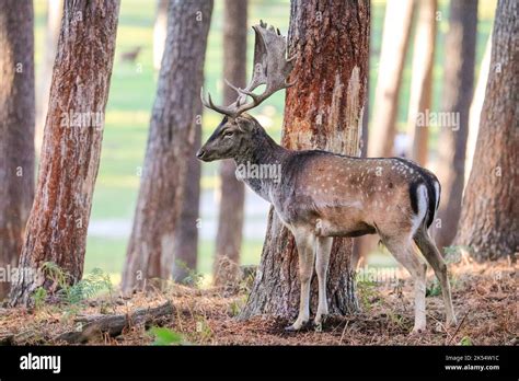 European Fallow Deer Dama Dama Male Buck Rubbing And Scraping Tree