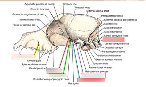 Diagram Of Skull Foramina Pt Quizlet