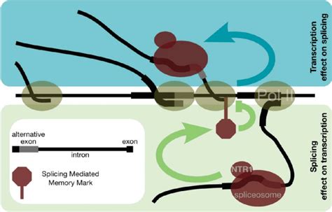 Schematic Representation Of The Transcription Splicing Mutual