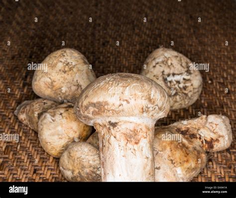 Matsutake Mushrooms Hi Res Stock Photography And Images Alamy