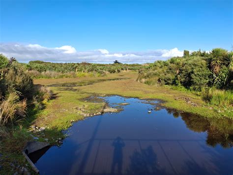 Wild plants of Wellington | Digging stormwater ponds into the drained