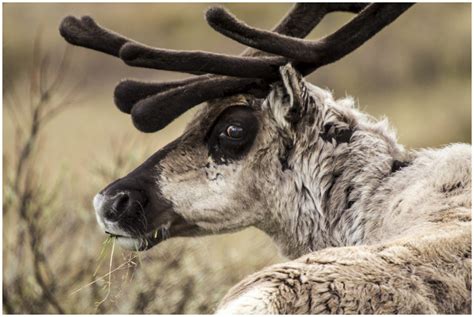 Rentier Foto & Bild | tiere, wildlife, wildlife: sonstige tiere Bilder