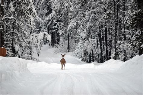 deer walking on road cover with snow during daytime photo free image ...