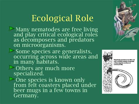 Kingdom Animalia Phylum Nematoda Ppt Download