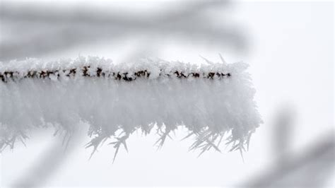 Free Images Branch Snow Cold Winter Fence White Leaf Flower