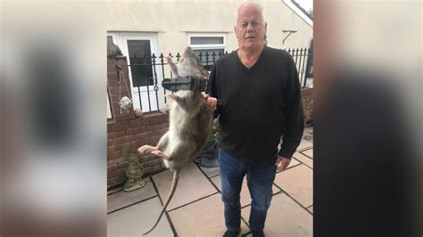 Mann fängt Riesen Ratte in seinem Garten oe24 at