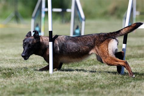 Belgian Shepherd Malinois - Free photo on Pixabay - Pixabay