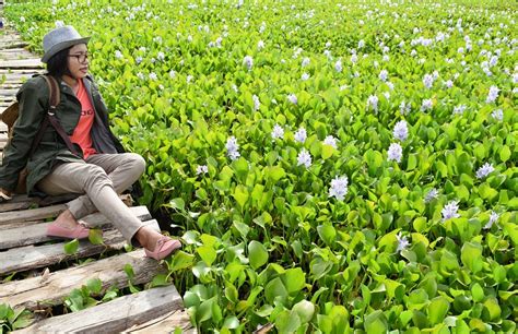 Cekdam Eceng Gondok Di Kupang Dari Hama Jadi Tempat Wisata