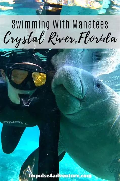 Swimming with manatees in crystal river – Artofit