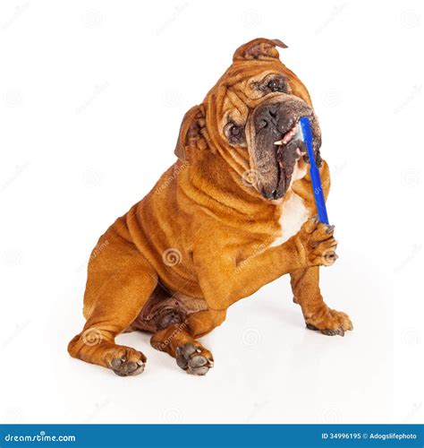 Bulldog Brushing Teeth Royalty Free Stock Photo - Image: 34996195