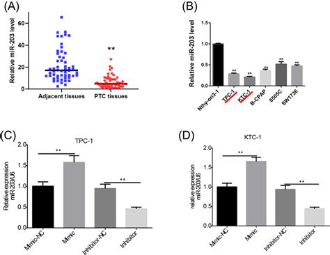 Expression Levels Of MiR203a3p In PTC Tissues And Cell Lines The