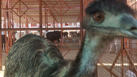 Emu Bird Second Largest Bird In World Emu Bird Very Big YouTube