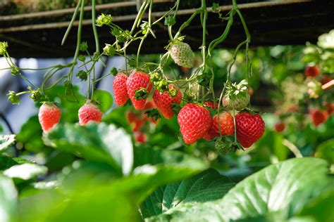 Polinização de abelhas é essencial na produção de morango Syngenta