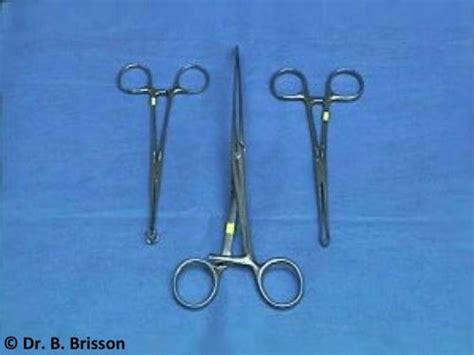 Tissue Forceps Veterinary Surgery Online