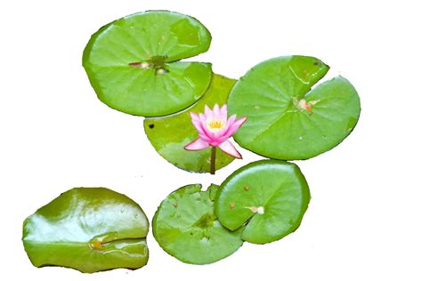 water lily plants png - Clip Art Library