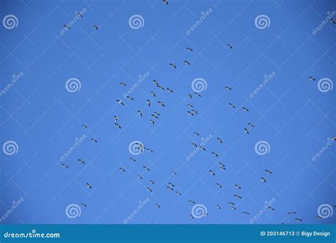 Stork Migration, Group in the Sky, they Migrate Stock Image - Image of ...